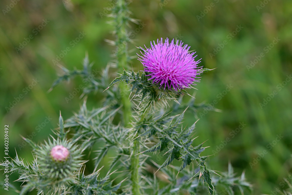 Purple flower of a thistle in an urban garden Purple flower of a thistle in an urban garden