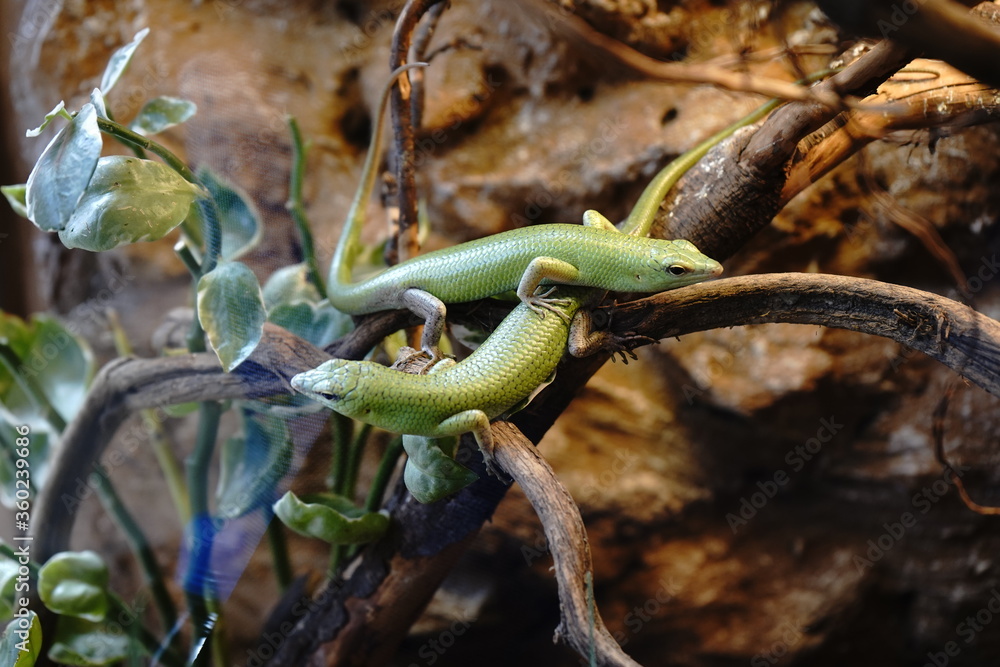 green lizards