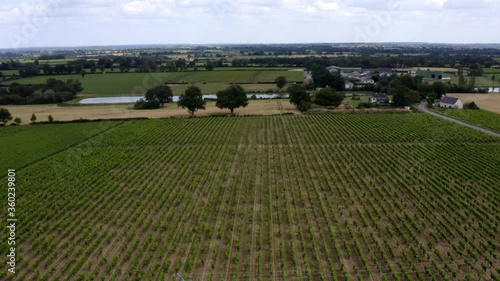 Aerian view of vines in France