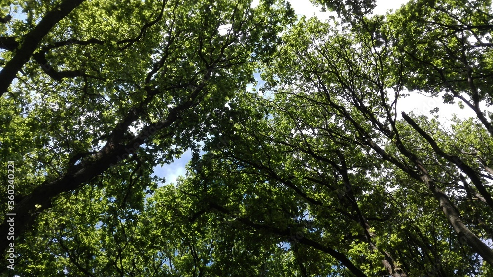 green leaves against the sky