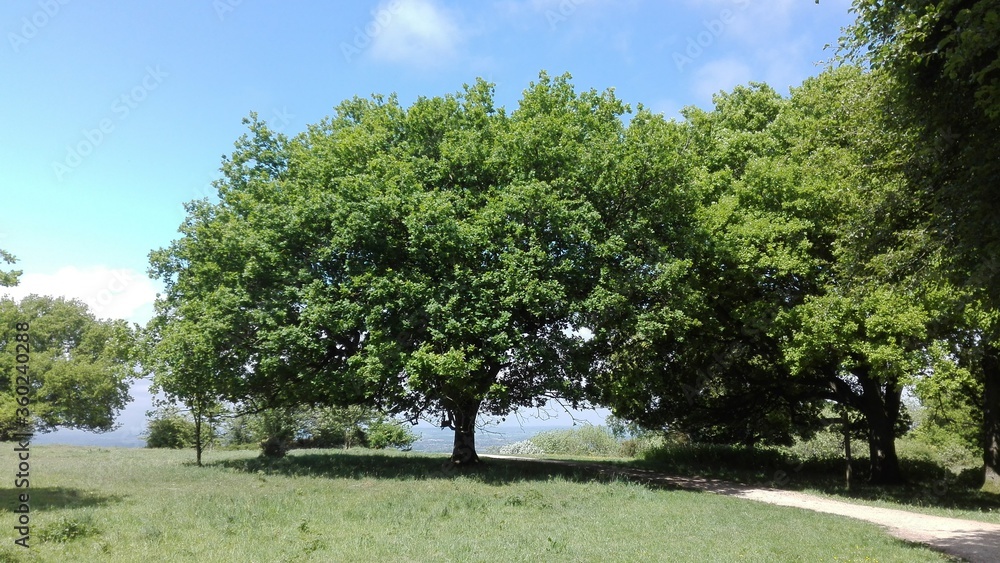 Fototapeta premium trees in the park