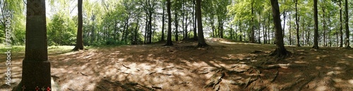 Forest panoramic 