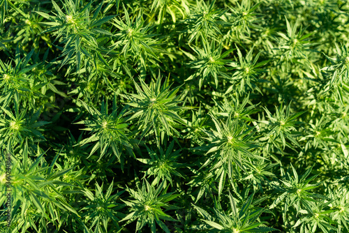 marijuana leaf background wallpaper cannabis outdoors