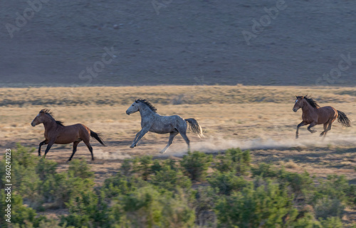 Wild Horses in the Utah Desert in Spring