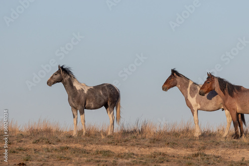 Wild Horses in the Utah Desert in Spring © natureguy