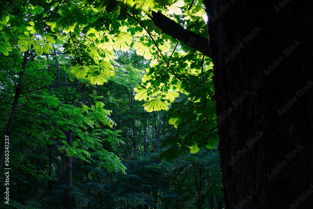 Great afternoon light within foliage Great afternoon light within foliage