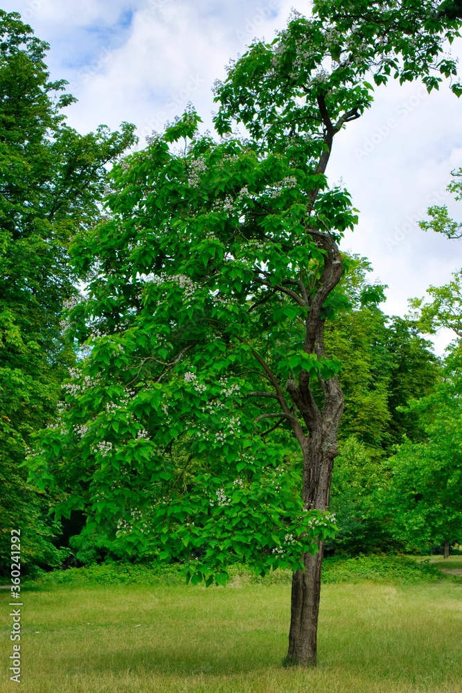 Fototapeta premium Beautiful old trees on a playground within the wood