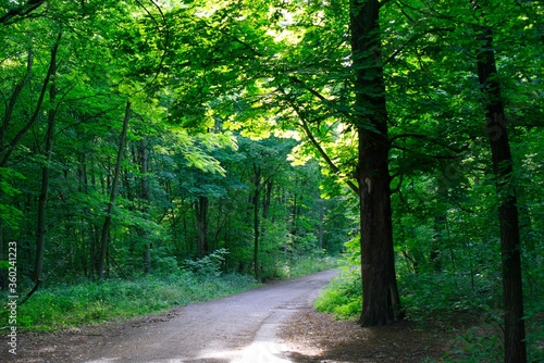 Road within trees in the wood