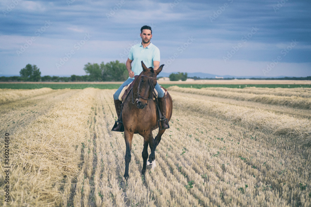 Horseback rider walking viewed from the front in the field on a straw stubble. Horse riding. Horseback rider walking viewed from the front in the field on a straw stubble. Horse riding.