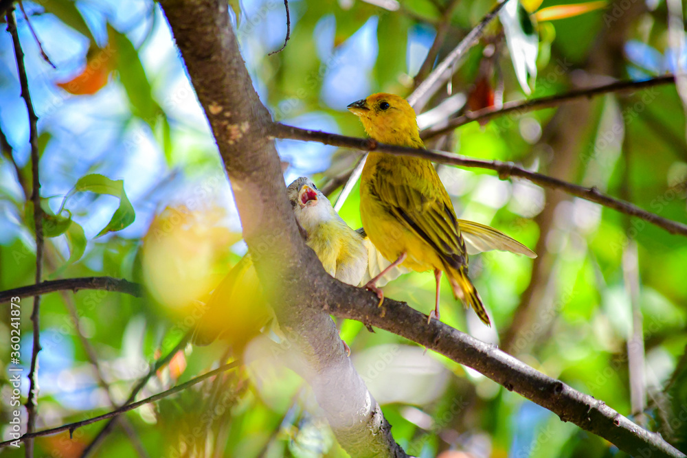 Fototapeta premium Granito de Oro - Saffron Finch