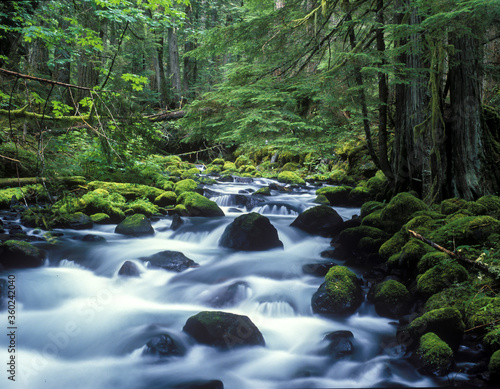 Pamilia Creek in trhe Willamette National Forest flows through a Douglas Fir forest near Detroit, Oregon.