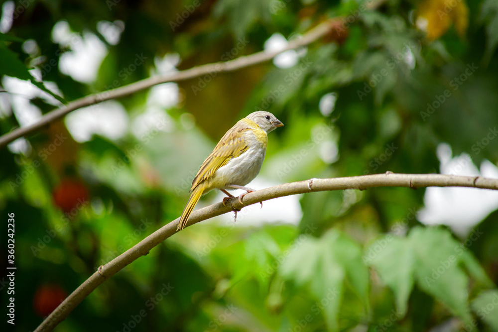 Fototapeta premium Granito de Oro - Saffron Finch