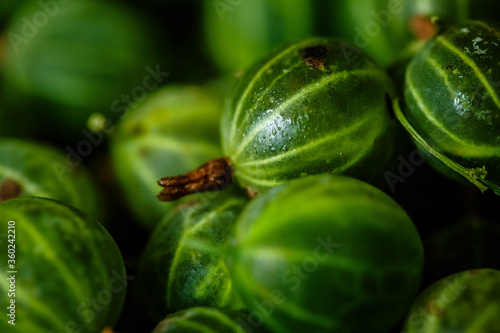 Wallpaper Mural Freshly picked harvest of green gooseberries Torontodigital.ca