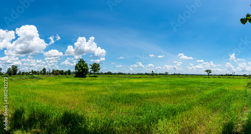 A green meadow with an afternoon sky