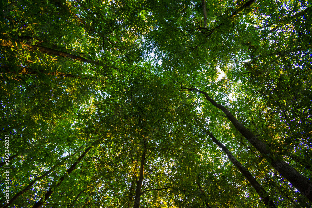 Paysage vertical de la cime des arbres, plafond vert de la forêt en contre-plongée, Bois de Meudon, Clamart, France Paysage vertical de la cime des arbres, plafond vert de la forêt en contre-plongée, Bois de Meudon, Clamart, France