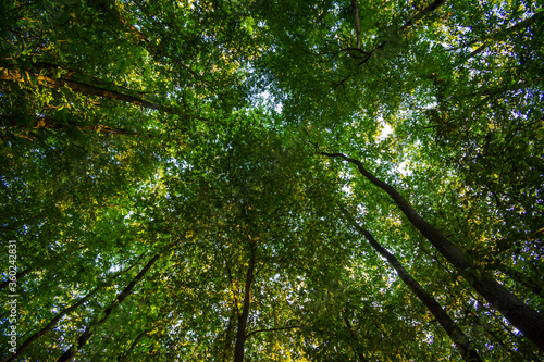 Fototapeta Naklejka Na Ścianę i Meble -  Paysage vertical de la cime des arbres, plafond vert de la forêt en contre-plongée, Bois de Meudon, Clamart, France