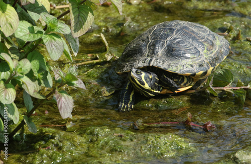 A non native Yellow-bellied Slider, Trachemys scripta scripta, or water Turtle resting in the water at the edge of a river in the UK.