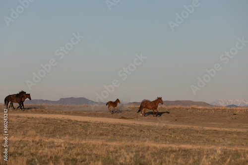 Wild Horses in the Utah Desert in Spring