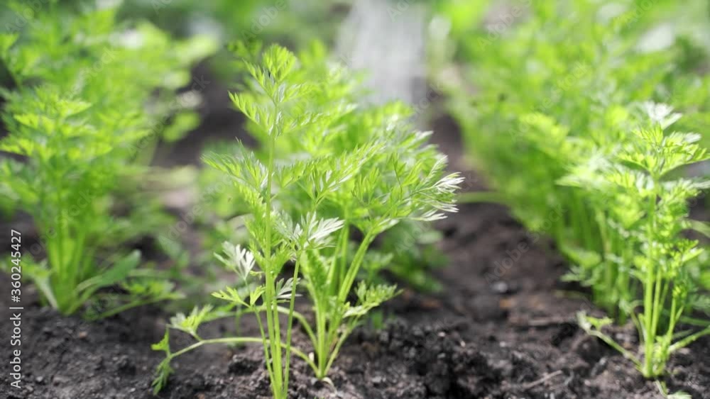 Woman watering fresh herbs in the garden.
