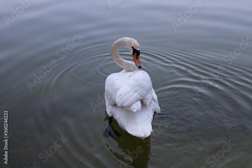white swan on the water