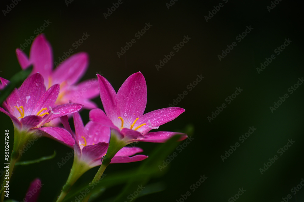 PINK LILLY FLOWERS
