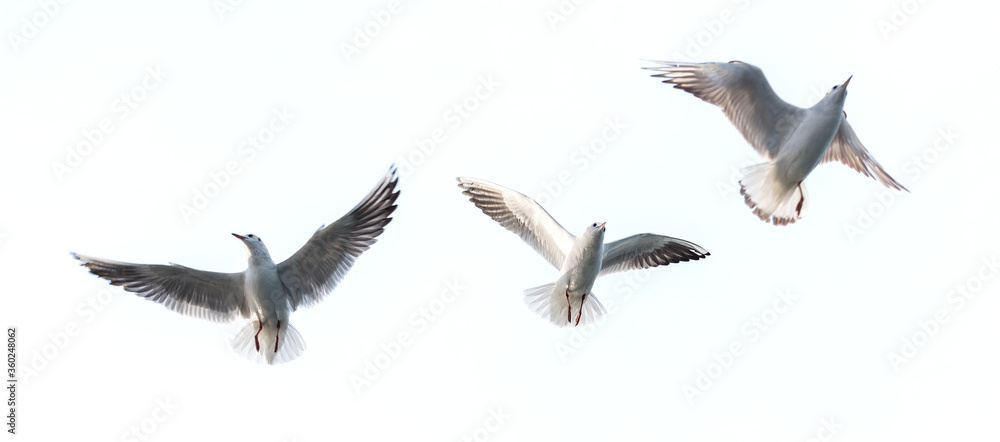 Obraz premium Flying seagull with white background.