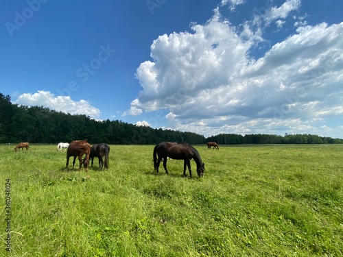 horses in the field © Полина Ефимова