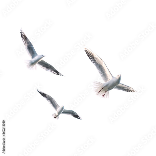 Flying seagull with white background.