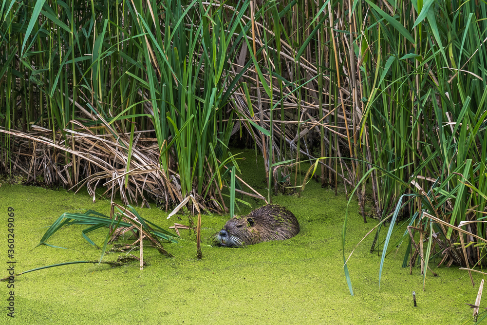 Nutria in the reed in a small river which is covered with green water plants Nutria in the reed in a small river which is covered with green water plants