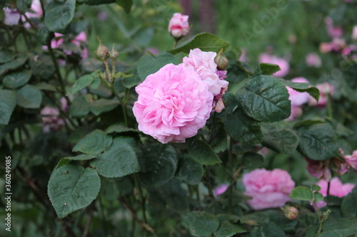 pink roses in a garden