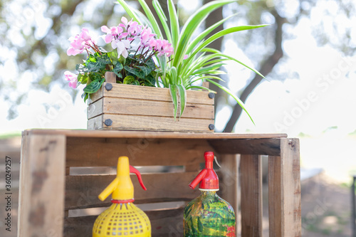 bodegón decorativo de plantas con flores y con dos sifones photo