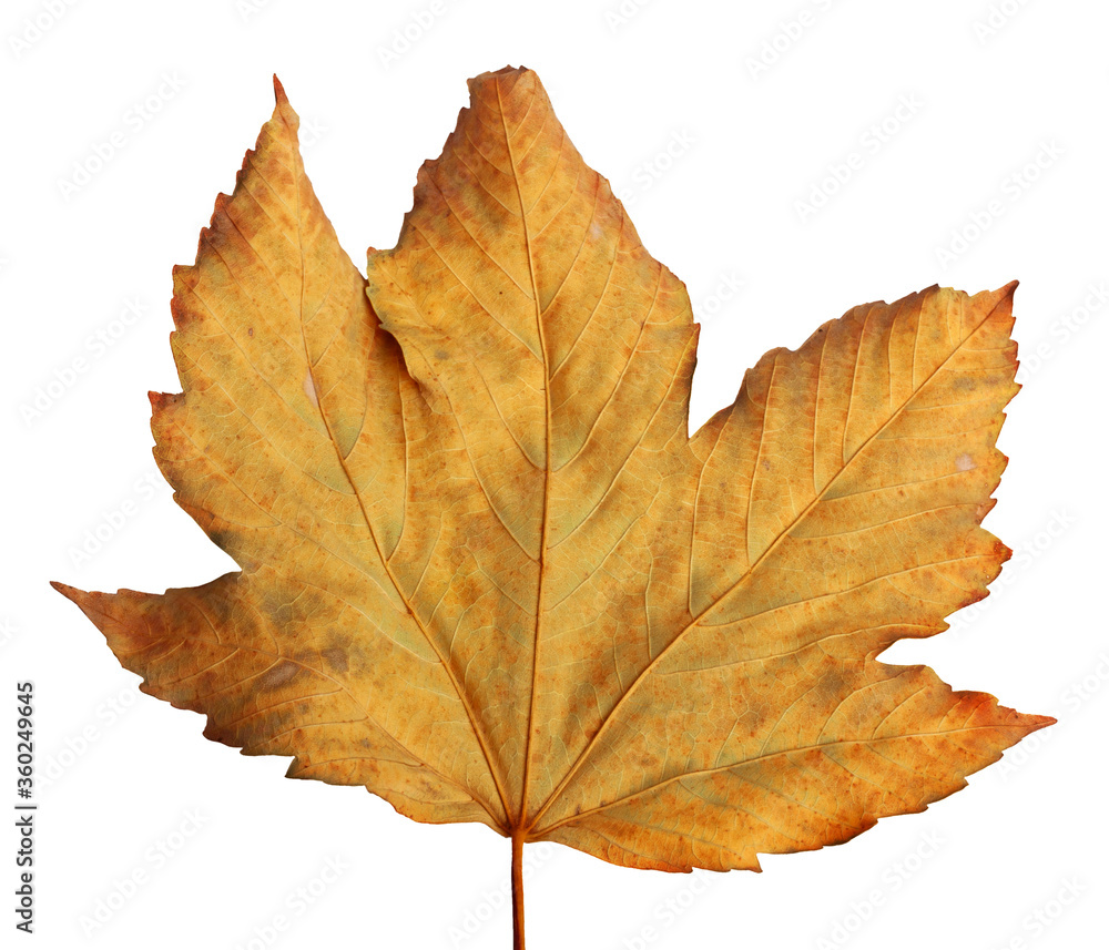 Autumn maple branch with leaves isolated on background Autumn maple branch with leaves isolated on background