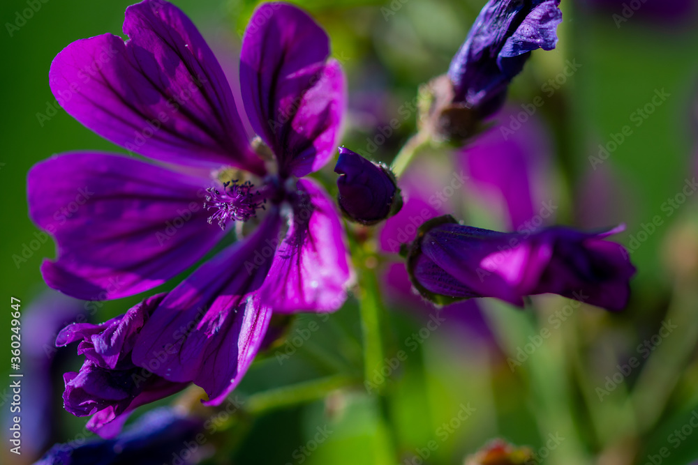 purple iris flower closeup