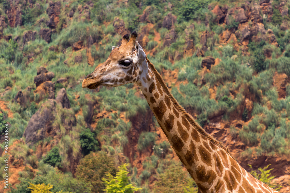 Obraz premium Giraffes in a zoo of Spain