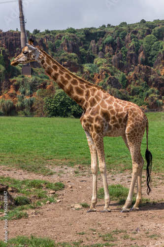 Giraffes in a zoo of Spain