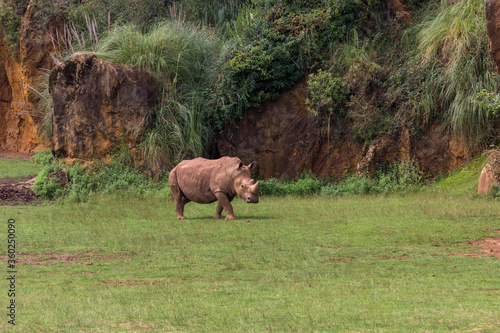Rhinos in a zoo of Spain