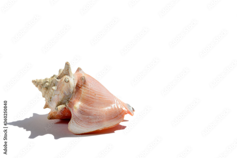 A nice pink shell isolated on a white background