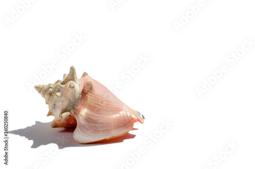 A nice pink shell isolated on a white background