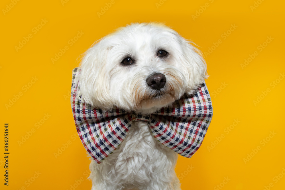 Cute maltese puppy dog wearing a checkered bowtie celebrating birthday, carnival or new year. Isolated on yellow background.