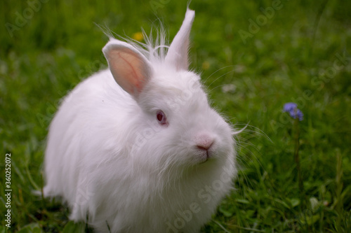 white rabbit in the grass © Ingo