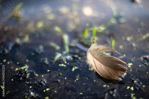 A Goose feather floating in a pond