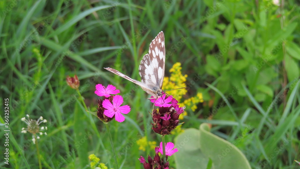 Fototapeta premium Schachbrett Schmetterling auf Blume