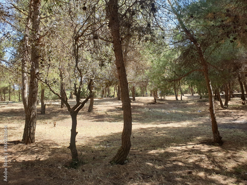 Beautiful forest and many pine trees