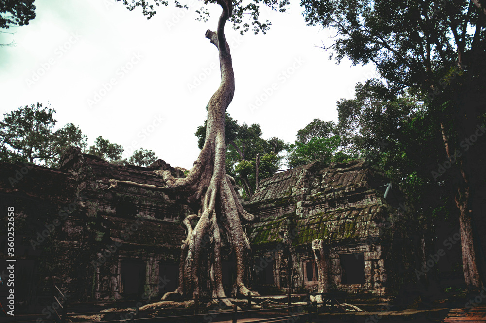 Fototapeta premium Banyan tree in the famous Ta Prohm in Angkor Archaeological Park, Krong Siem Reap Cambodia