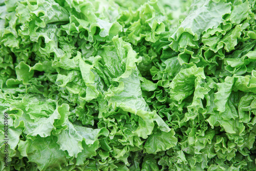 Fresh lettuce leaves in the grocery stock