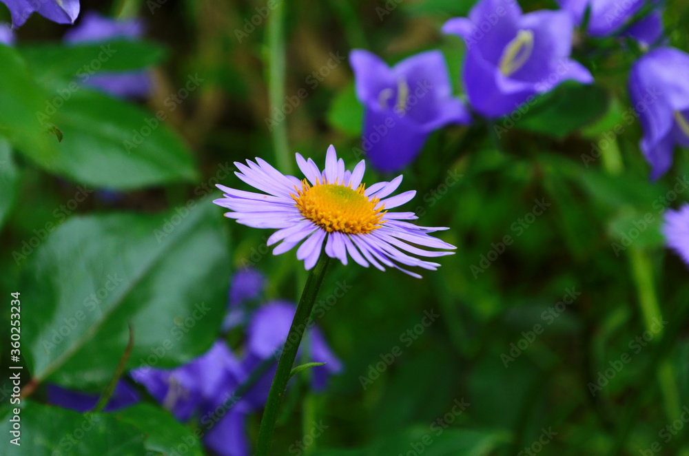 Obraz premium Aster novae-angliae , Purple Dome, Asteraceae family