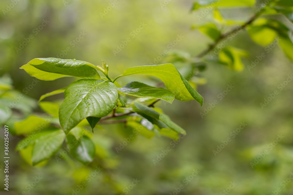 Green leaves on a branch of a tree in the summer, soft focused green background with copy space ~INTO THE FOREST~ Green leaves on a branch of a tree in the summer, soft focused green background with copy space ~INTO THE FOREST~