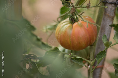 tomates maduros de la tomatera de un huerto ecológico © Adrián