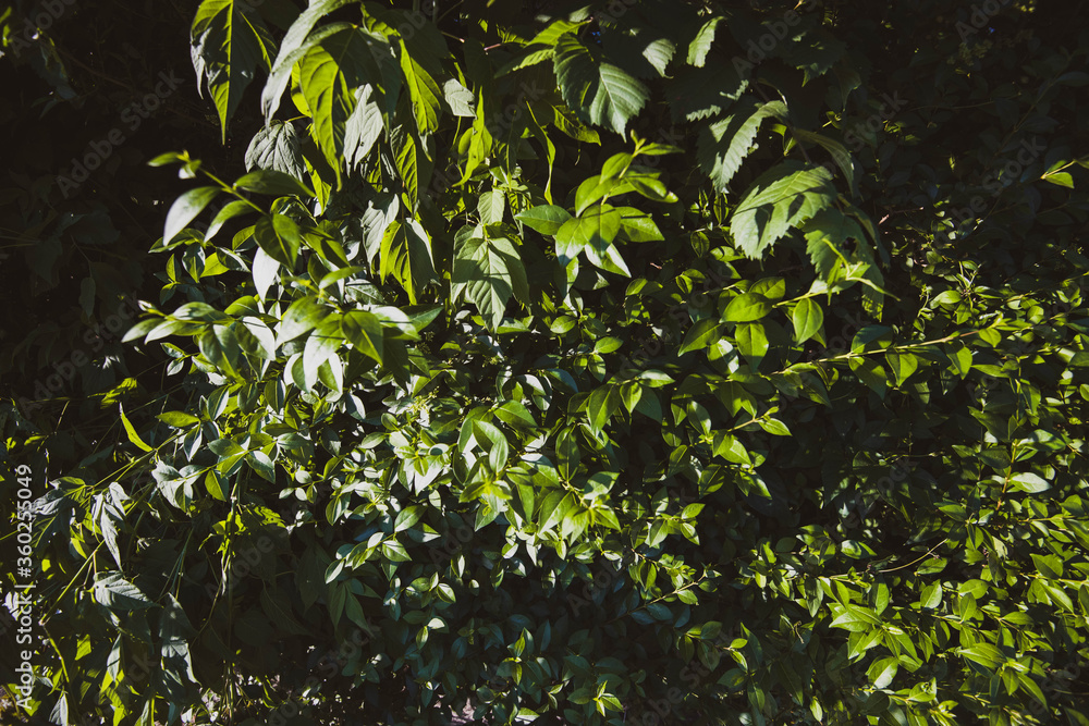 Lush green leafy texture with retro edit Lush green leafy texture with retro edit