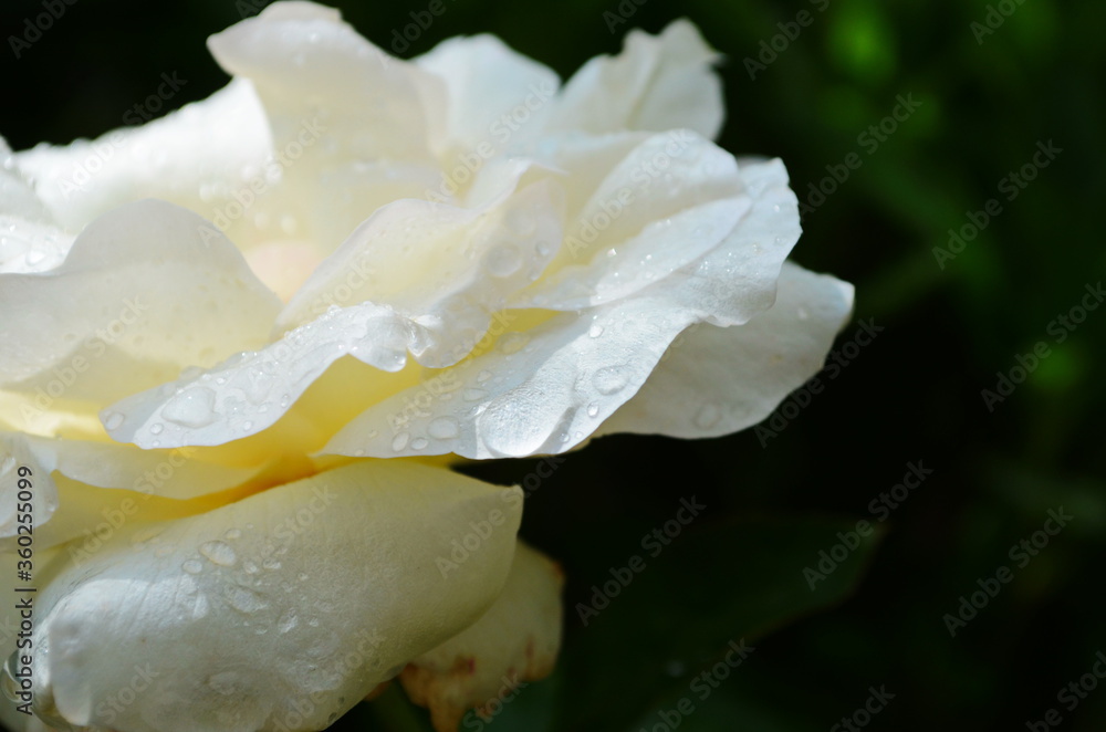 Beautiful perfect white rose flower head